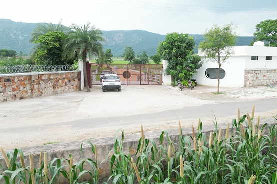 Palms & Pebbles — driveway, palm tree, and mountain backdrop